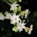 Nyctanthes arbor-tristis फूल