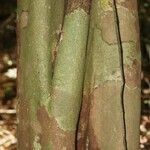 Vouacapoua americana Bark