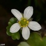 Ranunculus omiophyllus Květ