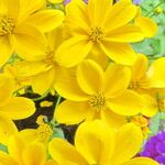 Bidens aurea 花