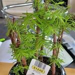 Metasequoia glyptostroboidesLeaf