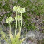Anemone narcissiflora Ffrwyth