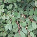 Cotoneaster meiophyllus Hoja