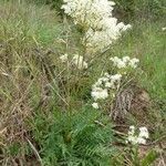 Filipendula vulgaris Kvet