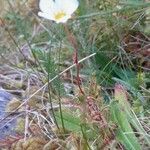 Saxifraga hypnoides Folha