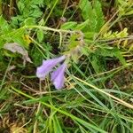 Scutellaria hastifolia Blomma