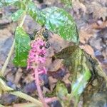 Phytolacca acinosa Frucht