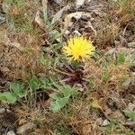 Centaurea acaulis Habitat