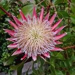 Protea cynaroidesFlors