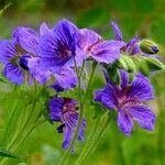 Geranium ibericum Flower
