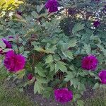 Paeonia × suffruticosa Характер