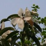 Magnolia maudiae