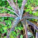 Agave maculata Leaf