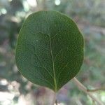 Scolopia heterophylla List