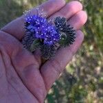 Phacelia distans Flower