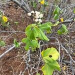 Cordia lutea Blad