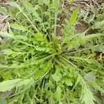 Papaver rhoeasFulla