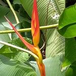 Heliconia latispatha Flower