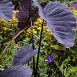 Colocasia esculenta आदत