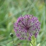 Allium nigrum Blüte