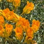 Tropaeolum polyphyllum Květ