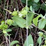 Silene baccifera Φύλλο