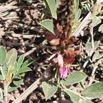 Indigofera schimperi 花
