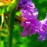 Lactuca alpina Flor