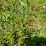 Helianthemum ledifolium ᱥᱟᱠᱟᱢ