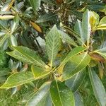 Morella cerifera Hoja