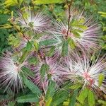 Calliandra selloi Kvet