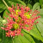 Jatropha multifida Bloem