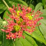 Jatropha multifida Květ