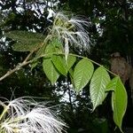 Inga sapindoides Otro