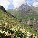 Rhododendron caucasicum Arall