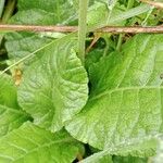 Primula veris Blad