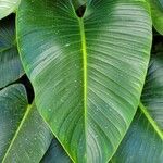 Philodendron davidsonii Leaf