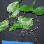 Dioscorea spiculiflora Other