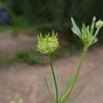 Ranunculus arvensis Плод