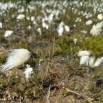 Eriophorum angustifoliumПлід