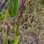 Serapias nurrica Συνήθη χαρακτηριστικά