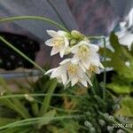 Allium massaessylum Fula