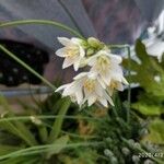 Allium massaessylum Flower