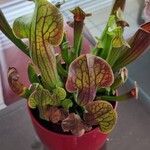 Sarracenia flava Folha