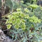 Crithmum maritimumBlodyn