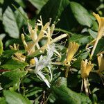 Lonicera periclymenumFlower