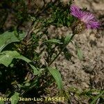 Centaurea jordaniana 形態