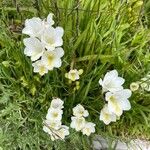 Freesia alba Flower