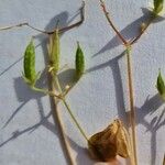 Oxalis fontana Fruit