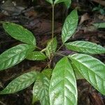 Tachigali costaricensis पत्ता